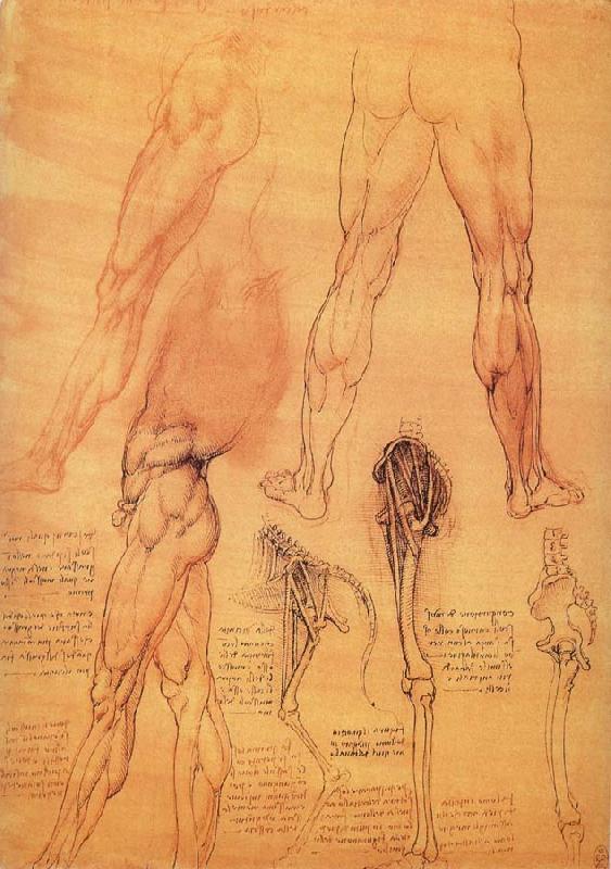 LEONARDO da Vinci Muscles and bone of leg and Hufte